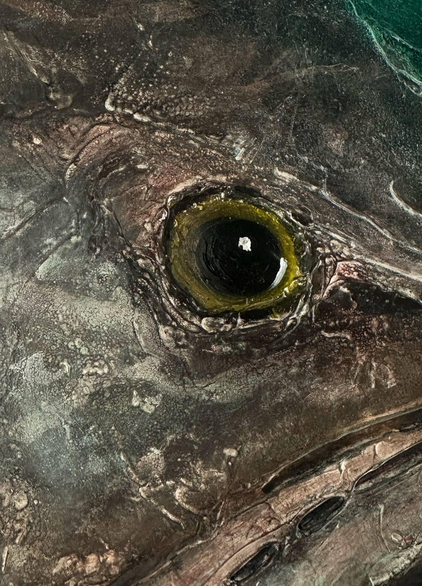 Tides & Territories: Black Grouper